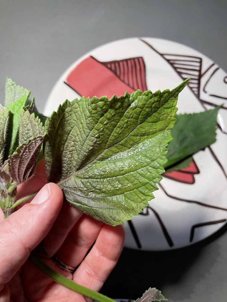 Feuille de shiso